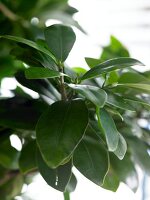 Close-up of leaves of laurel fig