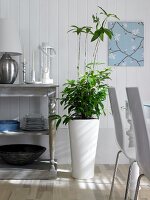 Green plant in sleek white planter next to sideboard of pine board