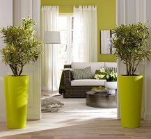 Living room with flecht sofa, aluminium coffee table and two dragon trees in yellow pots