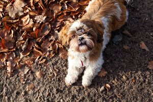 Shih-Tzu, Hunderasse, Hund Jule mit Haarspange, Laub, Blätter