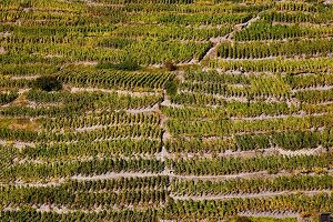 View of vineyards on steep slope at Wallis