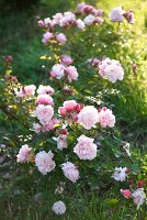 Pink bush rose 'Nevada'