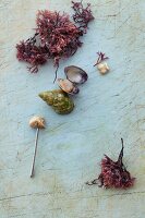 Muscles, snails, oysterleaf and muscle flesh on a skewer