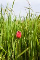 Close-up of tulip flower between high grass