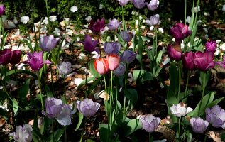 verschiedene Tulpen in einem Beet 