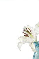 Vase mit Blüte einer weißen Lilie 
