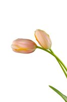 Close-up of two French tulips with stalk on white background