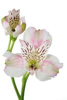Close-up of two alstroemeria flowers on white background