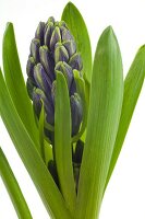 Bud of blue hyacinth with leaves on white background