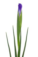 Close-up of flower stalk with bud of blue iris