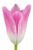 Blüte einer französischen Tulpe 