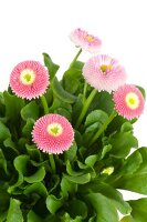 Close-up of pink daisy on white background