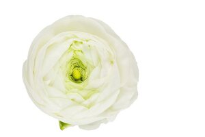 Close-up of white ranunculus bloom on white background