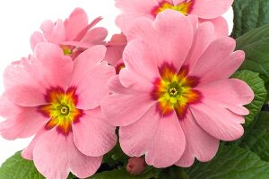 Close-up of pink primrose flowers
