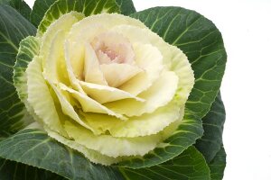 Close-up of ornamental cabbage against white background