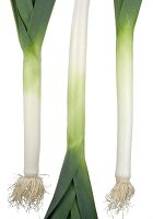 Three leeks with roots on white background