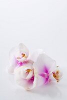 Orchideenblüten, rosa-weiss. X 