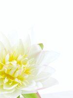 Close-up of yellow Dahlia flower on white background
