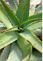 Aloe Vera, Aufsicht 