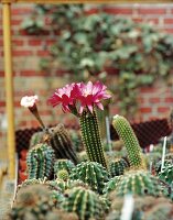 Kakteengärtnerei: Bauernkaktus mit Blüte