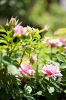 Close-up of pink rose