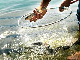 Fish being caught in net