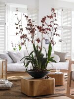 Orchidee Colmanara "Wildct Bobcat" in Keramik - Schale vor Couch
