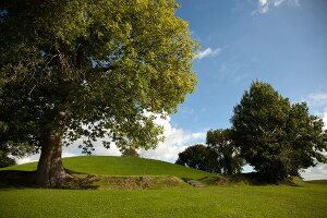 Trees in Navan Fort in County Armagh, Ireland