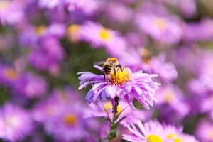 Close-up of honey bee on purple daisy