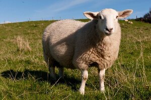 Schaf auf der Weide. X 