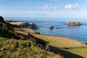 View of path passing through Antrim coast to Carrick-a-Rede Rope Bridge, Ireland, UK