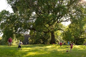 New York: Picknick mit Kindern im Park, x