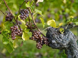 Red wine grapes on vines in Montigny, Laubenheim, Germany