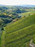Vineyard in wine growing region, aerial view