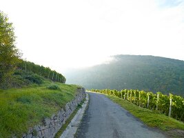 View of road near vineyard