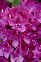 Close-up of rhododendron flower