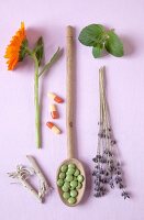 Phytotherapy - Lavender, mint, capsules and marigold on purple background
