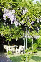 Sitzplatz im Garten unter Blauregen