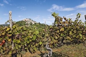 Kroatien: Dorf Motovun, Weinstock 