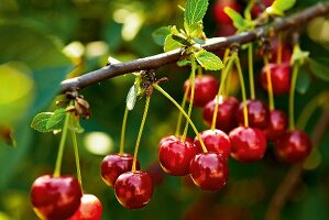 Gartenküche, Kirschen am Kirschbaum