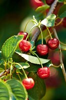 Gartenküche, Kirschen am Kirschbaum