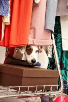 Stray dog sitting in shoe closet, Spain