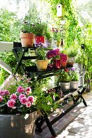 Pots of flowers and herbs on a mobile plant stand