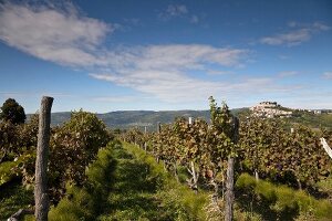 Kroatien: Dorf Motovun, Weinstock 