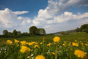 Augsburg: Bayern, Schwaben, die Stauden, Landschaft bei Döpshofen