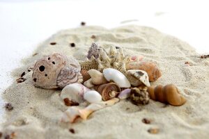 Close-up of different shells on sand