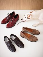 Hund, Betty, Schuhe, Schnürsenkel, Schuhtrends, Trends, Schuh