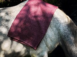 Decke liegt auf einem Pferderücken 