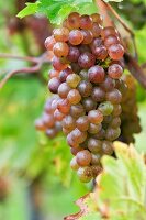 Rote Weintrauben am Rebstock, Wagram, Österreich