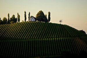 Weingut Schererkogl, Steinbach, Österreich
